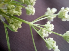 Anthriscus sylvestris