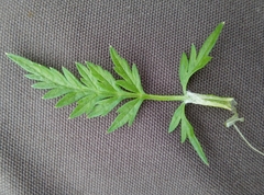 Anthriscus sylvestris