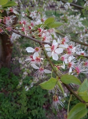 Prunus cerasifera