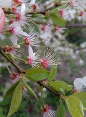 Prunus cerasifera