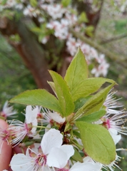 Prunus cerasifera