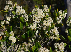 Spyridium globulosum