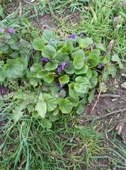 Viola odorata