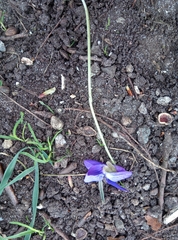 Viola odorata
