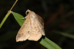 Ericeia subcinerea