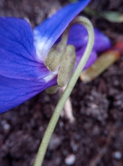 Viola odorata