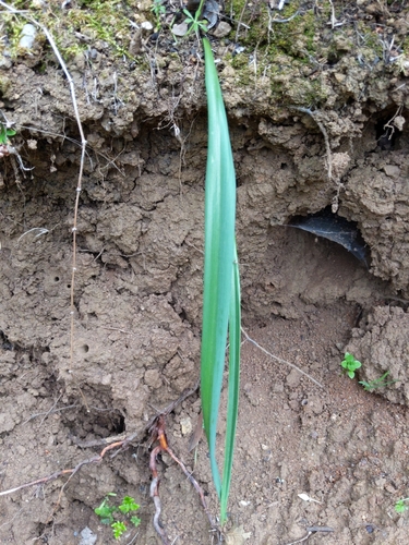 White Globe Lily foliage