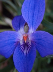Viola odorata
