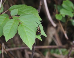 Zeuxippa formosa