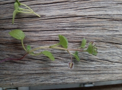 Veronica hederifolia