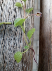 Veronica hederifolia