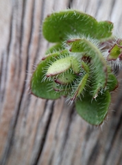 Veronica hederifolia