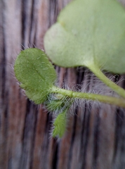 Veronica hederifolia