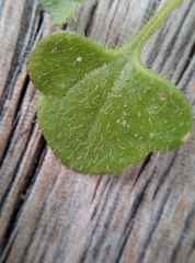 Veronica hederifolia