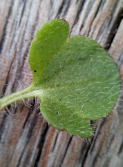 Veronica hederifolia
