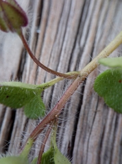 Veronica hederifolia