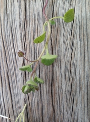 Veronica hederifolia