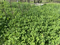 Trifolium incarnatum