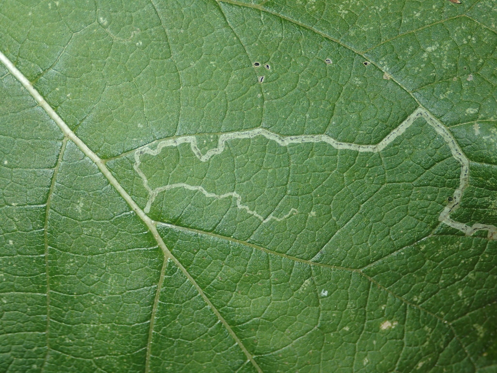 Burdock Leafminer