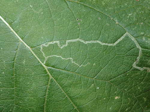 Burdock Leafminer