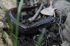 Desmognathus valtos