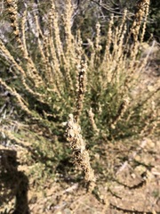 Sairocarpus multiflorus