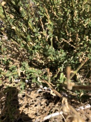 Sairocarpus multiflorus
