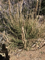 Sairocarpus multiflorus