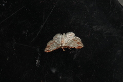 Eupithecia costalis
