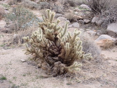 Cylindropuntia ganderi