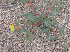 Camissoniopsis pallida