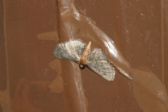 Eupithecia subtacincta