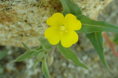 Camissoniopsis pallida