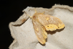 Euproctis quadrangularis