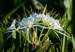 Hymenocallis liriosme