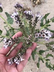 Phacelia integrifolia