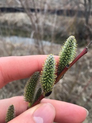 Salix discolor