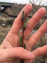 Salix discolor