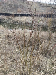 Salix discolor