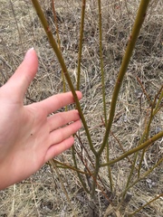 Salix discolor