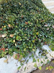 Hedera helix