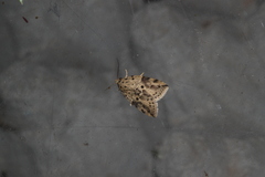 Giaura multipunctata