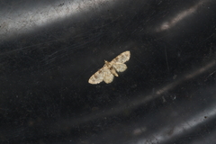 Gymnoscelis admixtaria