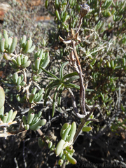 Tylecodon kritzingeri