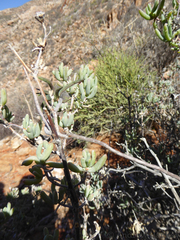 Tylecodon kritzingeri