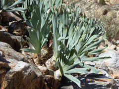 Boophone haemanthoides