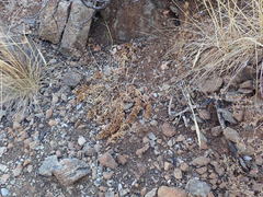 Pedicularis densiflora