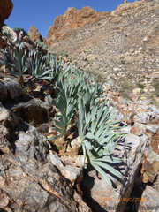 Boophone haemanthoides