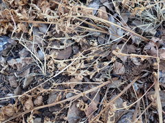 Pedicularis densiflora