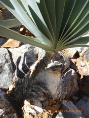 Boophone haemanthoides